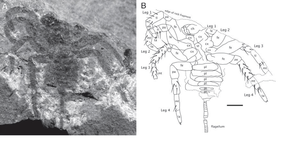 fossil arachnid